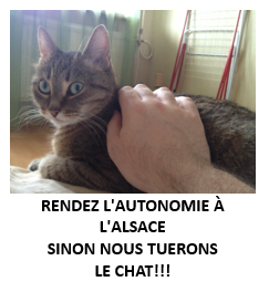 Missing Cat Word Document